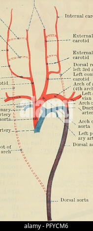 Questo testo di Cunningham's Anatomy si concentra sull'embriologia umana, descrivendo dettagliatamente lo sviluppo del sistema arterioso, comprese le arterie carotidee esterne e interne, e le loro origini. Fornisce un esame approfondito dello sviluppo vascolare negli embrioni umani. Foto Stock