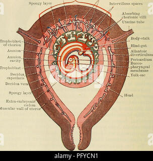 . Cunningham il libro di testo di anatomia. Anatomia. ondary coriali â Amnion cavità Amnion - Corpo-levetta Allantoic diverti- culum rimitive streak eurenteric cavità sul canale di entoderm sac extra-celom embrionale Decidua capsularis Decidua vera sono embrionali Fig. 75.âSchema di una sezione di una gravidanza utero dopo la formazione del Intervillous Spaces. parti. (1) Le parti che si estendono fra adiacenti spazi di sangue, il primario villi coriali. (2) Le parti che si trovano in con- tatto con il mesoderma del corion e che forma con il mesoderma del corion piastra. (3) Le parti che coprono la materna tissu Foto Stock