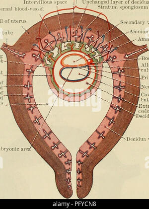 Questo testo fornisce una guida completa all'embriologia e all'anatomia umana, compresi i dettagli della struttura placentare, della cavità amniotica e dello sviluppo dell'embrione. Descrive anche i vari stadi del feto e la struttura dell'utero e dei tessuti circostanti. Foto Stock