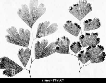 . Un libro di testo di botanica per le scuole secondarie. La botanica. 188 UN LIBRO DI TESTO DI BOTANICA è che essa contiene un sistema vascolare (§ 24) (Fig. ISl). La comparsa di questo sistema alcuni segni di tale epoca nella evoluzione di piante come è segnato tra gli animali con la comparsa della spina dorsale. Come gli animali sono spesso raggruppati come vertcljratcs e invertebrati, in modo che le piante sono spesso raggruppati come piante vascolari e non un'ascular piante, quest'ultimo essendo il Thallophytes e il Bryophytcs, il per- mer le felci e le sementi di piante. La presenza di questo sistema vascolare significa un speciale sistema di conduzione, e nel collegare Foto Stock