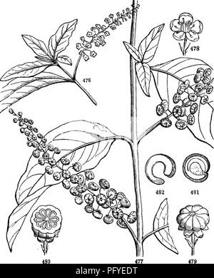 . La botanica per giovani e scuole comuni. In che modo le piante crescono, una semplice introduzione alla botanica strutturale. Con una flora popolare, o una disposizione ed una descrizione delle piante comuni, sia selvatici e coltivati. La botanica; Botanica. FLOHA popolare. 191 75. Famiglia di Mirabilis. Ordine NYCTAGINACE^. Ha alcuni rappresentanti selvatici lontano ovest e sud, cioè; Oxybaphus, &amp;c., con diversi fiori in un calice-come involucro, a forma di imbuto calice rosa-viola e esattamente come una corolla. E nei giardini Mirabilis o quattro-o'clock (così chiamato dai fiori apertura fine nell'AFL;ernoon) è comune. Qui vi è o Foto Stock