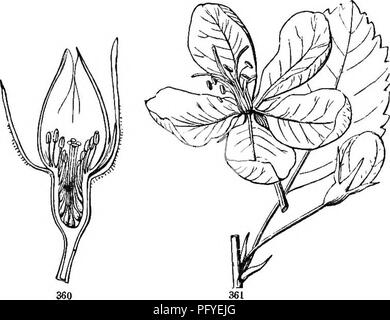 . La botanica per giovani e scuole comuni. In che modo le piante crescono, una semplice introduzione alla botanica strutturale. Con una flora popolare, o una disposizione ed una descrizione delle piante comuni, sia selvatici e coltivati. La botanica; Botanica. 146 FLORA popolare. 1. Maryland Senna. Radice perenne; steli 3Â° o 4Â° alta; depliant da 6 a 9 coppie, lance-oblunga, 1'o più lungo, usato per la medicina invece della senna importati. Ricco terreno. C. Marilcmdica. 2. Paktridge-Pea S. annuale, bassa, diffondendo; depliant 10 a 16 coppie, lineare-oblunga, i' lunga; fiori grandi e vistose; antere 10, sei di loro viola. Campi di sabbia. C. Cham Foto Stock