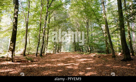 Percorso di foresta in un assolato pomeriggio di settembre (Almelo, Paesi Bassi). Il sentiero si trova nella foresta Nijrees in corrispondenza del bordo di Almelo nell'orientale Netherl Foto Stock