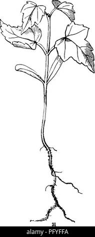 . La botanica per giovani e scuole comuni. In che modo le piante crescono, una semplice introduzione alla botanica strutturale. Con una flora popolare, o una disposizione ed una descrizione delle piante comuni, sia selvatici e coltivati. La botanica; Botanica. Tutti La prima rende la veg- materia vegetale sufficiente a formare una terza coppia di foglie e sollevarli su un terzo giunto di stelo (come in Fig. 31) ; e così si va avanti passo per passo. Questo nour- ishment in l'embrione del seme Red-Maple era un paio di settimane prima del tronco dell'albero madre, come un dolce sap, che è, come Maple-zucchero. 37. Variazioni del piano tlie di Growlll. Al mattino-G Foto Stock