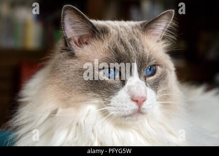 Bel gatto Ragdoll. Sviluppato da American allevatore Ann Baker, è meglio conosciuto per la sua docile e placid temperamento e natura affettuosa. Il nome 'R Foto Stock