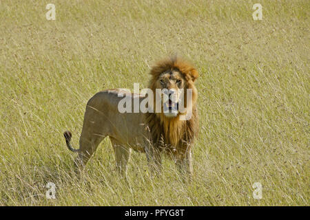 Leone maschio in piedi in erba lunga, il Masai Mara Game Reserve, Kenya Foto Stock