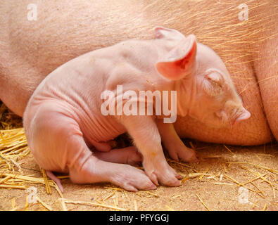 Piggy sulla Madre di sfondo Foto Stock