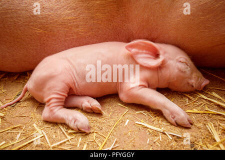 Piggy sulla Madre di sfondo Foto Stock
