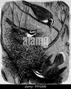 . Case senza mani : essendo una descrizione delle abitazioni di animali, classificati secondo il principio di costruzione . Animali. Il BLUE-fronte di miele-BATEE. 49]. Il miele-eater nel nido con il proprio ago-come lingua, appeso con la sua testa in basso e anche la sospensione stessa mediante un singolo, artiglio mentre si fissa un tentare- ing insetto. Essa è generalmente di essere trovati sul eucalypti, o gomma- alberi, ed è uno degli uccelli stazionari, rimanendo nella stessa località durante tutto l'anno. La generalità del miele-mangiatori sono abili architetti, ma il Batikin sembra non condividere la capacità della sua Foto Stock