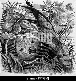 . Case senza mani : essendo una descrizione delle abitazioni di animali, classificati secondo il principio di costruzione . Animali. POLYBIA. 443 di diversi gruppi e può quindi essere posizionato in uno di essi. Per esempio, il sud americana Wasp che fa il nido chiamato popolarmente il " Dutchman's pipe", può essere classificato come un costruttore, un pensile, o un insetto sociale. In tali casi, pertanto, ho cercato di selezionare quella caratteristica che sembra essere contrassegnato con più forza e sono disposti gli insetti di conseguenza. Proprio come il imenotteri sono capo tra la Pensión Foto Stock