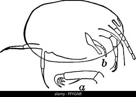 . Di acqua fresca biologia. Biologia di acqua dolce. Bo6 di acqua fresca chiave di biologia per il Nord America di fresca acqua OSTRACODA 1 (2) seconda antenna due-ramificato; un ramo rudimentale, immobile e l'altro allungato, flessibile, con lunghe setae natatory (Myo- docopa); o entrambi i rami ben sviluppato, mobile, e natatory (Cladocopa) ; o entrambi i rami appiattita, simile tofeet del Copepoda(PLATYCOPA). . Tribù Marine. Questi gruppi non sono rappresentati in acqua fresca per quanto noto. 2 (i) seconda antenna semplice, subpediform, artigliato ad un apice. Soprattutto fresco- acqua forma tribù Podocopa . 3 3 3 (4) Tre quasi simila Foto Stock