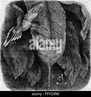 . Case senza mani : essendo una descrizione delle abitazioni di animali, classificati secondo il principio di costruzione . Animali. 250 case senza mani. stirata, può essere tirata senza rottura, e la molla di ritorno al loro precedente posizione come un arpa-string. Vi è anche una grande varietà di ragnatele, in modo che gli uccelli possono procurare a piacimento i lunghi fili elastici con il quale i materiali del nido possono essere legate insieme o il feltro morbido-come sostanze con cui il muschio e corteccia, e le fibre possono essere intrecciati in modo da formare una ferma e bagnato- massa resistente.. Poco eremita iPJuxethomi Foto Stock