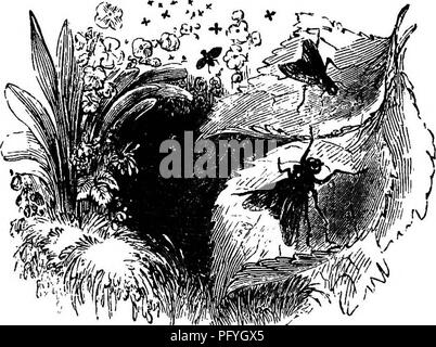 . Illustrate la storia naturale : comprendente le descrizioni di animali, uccelli, pesci, rettili, insetti, ecc., con schizzi di loro peculiari abitudini e le caratteristiche . Zoologia. Cavallo-BOT il cavallo-bot è la larva di una Hy rescmb/ing un umile-bee, con due ali. La femmina depone le uova sulle spalle, manes, e ginocchia dei cavalli, che essi leccare oflF e deglutire. Si schiudono nello stomaco, mangimi nella larva stato tutto l'inverno sul mucillagine, e in primavera si trovano il cavallo dello stomaco, talvolta in grandi numeri. Assomigliano, in dimensione e forma una data-pietra, avente due ganci a f Foto Stock