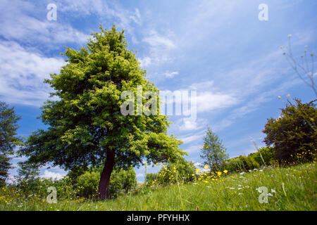 Albero verde su til sfondo cielo Foto Stock