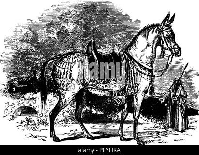 . Illustrate la storia naturale : comprendente le descrizioni di animali, uccelli, pesci, rettili, insetti, ecc., con schizzi di loro peculiari abitudini e le caratteristiche . Zoologia. 170 vertebrati. piuttosto vizioso, intrattabile e ostinato. Essi sono notevolmente hardy, sure-footed, e in grado di resistere a grande fatica. I migliori muli sono prodotti in Spagna e in alcune parti del Regno. Membri e molti di loro sono quindici o sedici mani alta. È sorprendente il fatto che essi non sono più utilizzati in Inghilterra, come tbey sono molto hardier di cavalli, e anche superare in forza: essi sono meno soggetti a dise Foto Stock