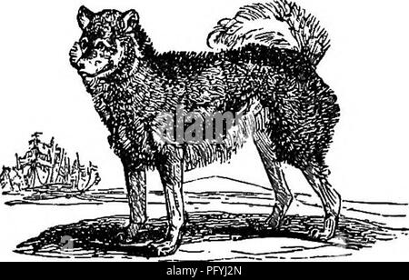 . Illustrate la storia naturale : comprendente le descrizioni di animali, uccelli, pesci, rettili, insetti, ecc., con schizzi di loro peculiari abitudini e le caratteristiche . Zoologia. TIIEDOGTRIBE. 65 di essere addestrati per tutti gli scopi per cui ogni altra varietà della specie canina è utilizzato. I piedi di questo cane sono più palmated del solito; quale struttura consente di nuotare molto veloce, a calarsi facilmente e di portare qualcosa dal fondo dell'acqua. È infatti quasi come appassionato dell'acqua come se fosse un animale anfibio. Così sa- gacious è e così pronto a dare assistenza, Foto Stock