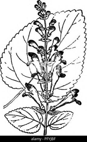 . Gray's nuovo manuale di botanica. Un manuale di piante da fiore e felci della centrale e nord-est degli Stati Uniti e del Canada adiacenti. Botanica. zioni; antera-celle e divergente a lunghezza confluenti. - Bassa annuari, alcuni- cosa viscido-ghiandolare e balsamico, ramificato, con foglioline intere e per lo più solitaria, 1-pedicels fiorito che chiude i rami, diventando da laterale la produzione del ramo ascellare- consente, e il fiore appaiono essere invertita, ossia il denti corti del calice verso l'alto, ecc. Corolla blu, variando al rosa, raramente bianchi e piccoli; fl. in estate e in autunno. (Nome compo Foto Stock