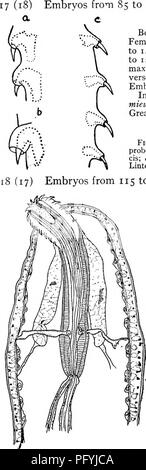 . Di acqua fresca biologia. Biologia di acqua dolce. 548 di acqua fresca di embrioni di Biologia da 85 a 108 yu long.. Echinorhynchus thecatus Linton 1892. Cilindrica di corpo e leggermente curvo; proboscide incurvata anche. Femmina 11 a 26 mm. lunga; larghezza 0,51 a 0,89, anteriormente da 0,8 a 1,4 mm. in massimo, 0,52 per i mm. posteriormente. Maschio 7 a 12 mm. lunga; larghezza 0.39 a 0.69 anteriormente, 0,59 a 0,95 in massimo, 0,37 a 0,75 posteriormente. Ganci in 24 a 31 trans- versetto e 12 file longitudinali circondato da collari di spicco. Embrioni 85 a 108 ix a lungo da 18 a 22 11 ampia. (Graybill.) nel canale alimentare e cavità di un corpo di M Foto Stock