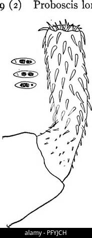 . Di acqua fresca biologia. Biologia di acqua dolce. ROUNDWORMS PARASSITA 547 proboscide lunga.. Numerosi circoli irregolare di circa sei ganci ciascuno. Tanaorhamphus Ward. La estrema lunghezza dell'elemento a proboscide e il gran numero di ganci servono a contrasto con il precedente strettamente correlati genere. I ganci nella fila anteriore non sono notevolmente più grandi di quelle che seguono. La ghiandola di cemento ha i5 nuclei. Solo le specie conosciute. Tanaorhamphus longirostris (Van scindere) 1913. Corpo robusto, estremità posteriore flesso sUghtly ventrad. Femmine media 6.2 mm. lungo, e 0,63 mm. in larghezza massima. I maschi media 4 mm. lungo Foto Stock