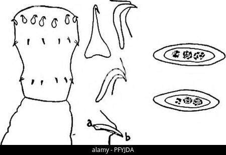 . Di acqua fresca biologia. Biologia di acqua dolce. ROUNDWORMS PARASSITA 545 pig trova il suo ospite intermedio in terrestre larve di coleottero. Di forme da host acquatico si deduce che la maturazione degli embrioni dis- caricato nell'acqua con le feci dell'host ottenere dalla possibilità di un adatto ospite intermedio che è probabilmente un crostaceo o in- setta e in che si sviluppano alla fine del stadio larvale. Quando questo intermedio host è mangiato dall'host finale il parassita raggiunge il luogo in cui essa è in grado di completare il suo sviluppo. Quasi nessun record sono stati pubblicati di Acanthocephala dal Nord America freschi Foto Stock