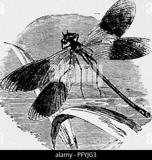 . Il popolare di storia naturale . Zoologia. 54° ANT-LION.. DEMOISELLE.-(CaUpUryx splenditis.) fasi dell'esistenza, e quando l'insetto è in procinto di fare il suo cambiamento finale, non sviluppata ali diventano visibili sul baclc. Quando la sua ora è arrivata la pupa lascia l'acqua e crawl fino allo stelo di alcune piante acquatiche fino a che ha raggiunto una quota idonea ; si aggrappa saldamente con i suoi artigli e rimane apparentemente tranquillo. In prossimità di esso, come sempre, una violenta agitazione interna è percettibile, e attualmente la pelle del dorso si divide lungo il medio e il Dragon-fly sporge la sua testa e Foto Stock