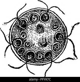 . Di acqua fresca biologia. Biologia di acqua dolce. Fig. 447. Spondylomorum qualernarium. n, nucleo; 0, lo stigma. X 6cx). (Dopo la Stein.) 190 (187) colonie con cellule non affollata insieme e non raggiungendo verso il centro 191 191 (194) colonie sferiche, ellissoidale o appiattita, con cellule di dimensioni uniformi 192 192 (193) Colonia sferica o ellissoidale; poli non differenziate da ar- rangement o le dimensioni delle celle. Senza code presenti. Eudorina Ehrenberg. Specie rappresentative. . Eudorina elegans Ehrenberg 1831. Cellule sedici, trentadue o sessantaquattro; disposto attorno alla periferia della massa gelatinosa ma n Foto Stock
