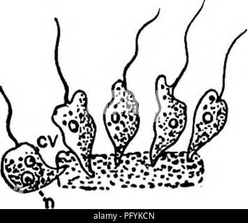 . Di acqua fresca biologia. Biologia di acqua dolce. Specie non determinata. Fig. 365. Cercobodo sp. X 1250. (Dopo Conn) 12 (s) di plastica ma non formante pseudopodi. Flagello singolo. Famiglia Cercomonadidae 13 (14) con una luce di coda posteriore-come filamento. . Cercomonas Dujardin. Specie rappresentative. Cercomonas longicaudata Dujardin 1841. Il corpo di forma allungata di forma ovale, fusiforme, che chiude posteriormente in una lunga coda di filamenti simili a circa due volte la lunghezza del corpo. Nucleo spher- ical, decentrate. Lunghezza 10 II. Le infusioni di vegetali. Fig. 366. Cercomonas longicaudata. ct, vacuolo contrattile; n, nucleo. X 1200. Foto Stock