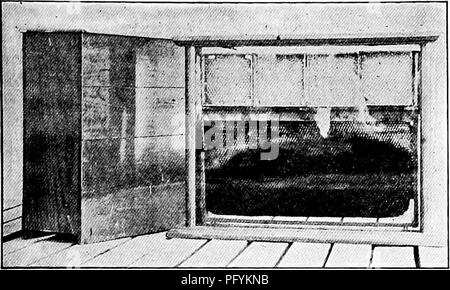 . Manuale di natura-studio per insegnanti e genitori, basato sulla natura di Cornell-studio di volantini. Lo studio della natura. Shidy insetto 455. L'alveare di osservazione fatta e venduta da A. I. Root. jelly e anche prendersi cura della sua persona reale e darle ogni atten- zione possibile. La regina quando si posa, spinge il suo addome nella cellula e colle di un piccolo uovo bianco al fondo. Specialmente la cosa interessante di questo è che la regina prevede sempre un uovo che produrrà una femmina, o lavoratore in celle più piccole e sarà sempre stabilire un uovo per produrre un drone o maschio in celle più grandi. Se non vi è alcuna fo Foto Stock