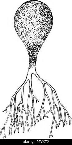 . Di acqua fresca biologia. Biologia di acqua dolce. :'^::l;/.*ii^'s:iSi£^^J^'SS.-sdf±iSi-u'^ 251 (250, 252). Fig. 243. Bolrydium granulalum Greville. X. (Dopo LA WGF E Woronin.) 252 (250, 251) Piante che crescono sui tessuti delle piante superiori. Phyllosiphon Kuhn. Parassiti delle piante nelle foglie e steli di piante acquatiche. L'estremità inferiore viene gonfiato, verde, la parte superiore incolore. Nella parte vegetativa della chromatophores sono indistinti. La riproduzione dalla divisione interna o aplano- spore che vengono liberati dalla rottura della parete cellulare. In questi il rhromatophore è distinto. Fig. 244. Phyllos Foto Stock