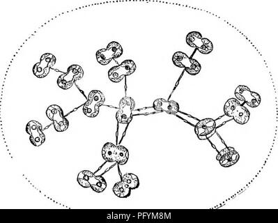 . Di acqua fresca biologia. Biologia di acqua dolce. Fig. 131. Cosmarium botrytis Meaeghini. X 575. (Originale). 51 (so) celle unite da ramificato stocchi gelatinoso, formando colonie . s^ 52 (53) colonie allentato, non incrostata con Hme . . Nageli Cosmocladium. Le cellule come nel Cosmarium, ma sostenuti da dichotomously o trichotomously ramificato stocchi gelatinoso, che si sono uniti per formare libero-da nuoto o sessili colonie. Le colonie vengono investiti in un indistinto massa gelatinosa, meno denso di filamenti che collegano le celle. A volte è trovata in un gran numero di fiumi e laghi. FIG. 132. Cosmocladiu Foto Stock