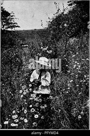 . Manuale di natura-studio per insegnanti e genitori, basato sulla natura di Cornell-studio di volantini. Lo studio della natura. . Si prega di notare che queste immagini vengono estratte dalla pagina sottoposta a scansione di immagini che possono essere state migliorate digitalmente per la leggibilità - Colorazione e aspetto di queste illustrazioni potrebbero non perfettamente assomigliano al lavoro originale. Comstock, Anna Botsford, 1854-1930. Ithaca, N. Y. , Comstock Publishing Company Foto Stock