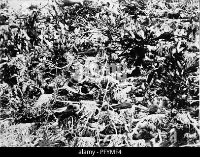 . Gli uccelli di Australia. Gli uccelli. Il locatario NODDY 83 di corallo e conchiglie, e di solito u^jon ciuffi di erba, circa un piede dal suolo. La American Noddy depone due uova. Il Noddy minore. Micranous tenuirostris. Masoarene isola a stretto di Torres e Australia. Sulla fronte ed il cielo grigio-bianco, sopra e nella parte anteriore dell' occhio nero a metà circlet, seguita da un minuto di palpebra bianco streak e quindi una piccola macchia nera, sotto l'occhio bianco; guance grigio; nuca di colore grigio pallido. Dalla vita. A.. J. Campbell. Noddy minori nidificanti in mangrovie (Houtman Abrolhos's) : Micranous tenuirostris. inscurimento su lati di Foto Stock