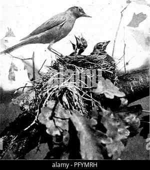 . La vita di casa degli uccelli selvatici; un nuovo metodo per lo studio e la fotografia di uccelli. Gli uccelli e la fotografia di uccelli. Fig. n. Pronto per ispezionare. Nota che ha invariabilmente arriva al lato destro dalla forza dell'abitudine.. Fig. III. Ispezione del nucleo familiare. Ihe approcci femmina sulla sinistra. adattando le sue esigenze a condizioni di gran lunga più a differenza di quelli della struttura ancestrale, e è stato conosciuto per entrare in un granaio e nido con le rondini. Questo è accaduto nel Dorset, Ohio,' dove alcuni rondoni fissato il loro nido per le schede verticali in prossimità di un foro realizzato per la conven- ience delle rondini, appena al di sotto del picco o Foto Stock