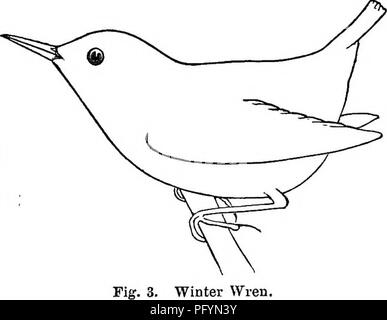 Questa immagine mostra uccelli terrestri e selvatici del New England, mettendo in evidenza specie come le code d'acqua e i loro comportamenti di nidificazione. Gli uccelli di questa regione sono classificati in base alla loro dieta, molti dei quali sono insettivori, mentre altri, come gli scricci, sono carnivori. L'immagine fornisce informazioni sulla variegata vita aviaria del New England. Foto Stock