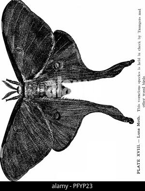 . Uccelli utili e la loro protezione. Contenente una breve descrizione dei più comuni e più specie utili del Massachusetts, con gli account delle loro abitudini alimentari e un capitolo sui mezzi di attrazione e di proteggere gli uccelli. Gli uccelli; uccelli. . Si prega di notare che queste immagini vengono estratte dalla pagina sottoposta a scansione di immagini che possono essere state migliorate digitalmente per la leggibilità - Colorazione e aspetto di queste illustrazioni potrebbero non perfettamente assomigliano al lavoro originale. Forbush, Edward Howe, 1858-1929; Massachusetts. Scheda Stato dell'agricoltura. [Boston, Massachusetts ] Foto Stock