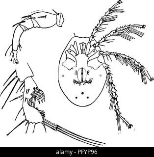 La "biologia delle acque dolci" esamina gli ecosistemi di acqua dolce, concentrandosi sui piccoli acari acquatici e sul loro comportamento nei laghi settentrionali. Il testo include descrizioni anatomiche dettagliate, in particolare di Tiphys liUaceus, una specie comune europea. Questi organismi microscopici sono fondamentali per mantenere l'equilibrio degli ecosistemi di acqua dolce e lo studio evidenzia l'importanza della biologia delle acque dolci e il suo ruolo nell'ecologia acquatica. Foto Stock