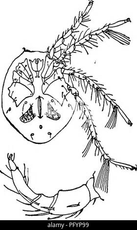 . Di acqua fresca biologia. Biologia di acqua dolce. L'ACQUA-acari (HYDRACARINA) 873 62 (63) margine mediale di ep. IV ridursi ad un angolo mediale che forma un angolo di comune con il medio-posteriore angolo di ep. Ammalati; gamba segs. IV 5 e IV 6 di maschio modificato. Tiphys Koch 1837.. Piuttosto piccoli acari, in lunghezza da 0,54 a 1 mm., con nuoto-peli e la zampa posteriore del maschio radicalmente modificati. Alcuni North American specie rare, nei nostri laghi del nord non ancora studiato. Fig.1350. Tiphys liUaceus (Muller), la più comune delle specie europee. Superficie ventrale, femmina. X 28. Lato esterno, destra palpus, fe Foto Stock