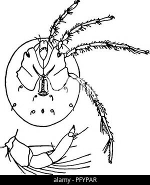 . Di acqua fresca biologia. Biologia di acqua dolce. L'ACQUA-acari (HYDRACARINA) 867 38 (37) area genitale con numerosi acetabula su ciascun lato. Albia Thon 1899. Un mite di medie dimensioni, con una media di circa 1 mm di lunghezza, con forme ellittiche, fortemente corpo compresso; piscina- peli presenti. Uno del Nord America, specie piuttosto rare, in laghi di stati del nord, spesso pale verdastro. Questo è identica con il solo Euro- Comitato specie, A. stationis Thon, o molto strettamente correlati. Fro. 1339, Albia stationis Thon. Ven- f o lle superficie, femmina. X 31. Lato esterno, palpus, femmina. (Dopo aver quindi.) 39 (24) corpo h Foto Stock