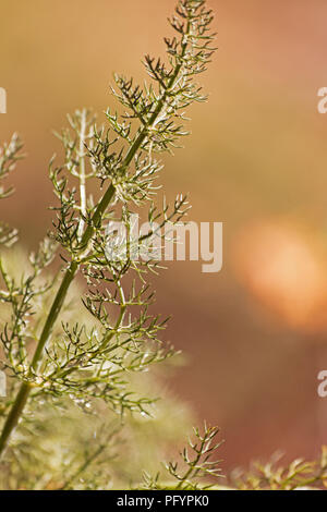 Il dolce del finocchio (Foeniculum vulgare) impianto Foto Stock