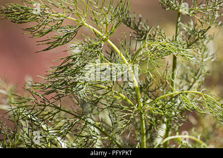 Il dolce del finocchio (Foeniculum vulgare) impianto Foto Stock