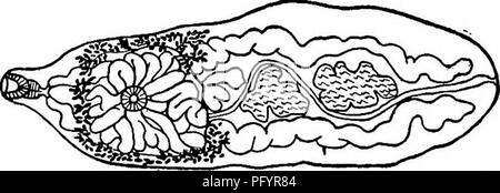 . Di acqua fresca biologia. Biologia di acqua dolce. FLATWORMS PARASSITA 393 88 (85) Corpo piatto e sottile, trasparente; nessun cirrus sac presente. Famiglia Opisthorchiidae Luhe 1901 . 89 appiattito di forma allungata distomes trasparente con debole muscolatura. Ventose vicino insieme e molto debole. Crura intestinale raggiungere completamente o quasi alla estremità posteriore della vescica di escrezione sagomata a Y con rami di breve e lungo stelo. Poro genitale chiudere davanti all'acetabolo. No cirrus o cirrus sac. Spiralato vescicola seminale. Ghiandole germinali in serie nella regione posteriore, ovaia di fronte i testicoli. Al di fuori di Vitellaria crura intestinale, moderatamente devel Foto Stock