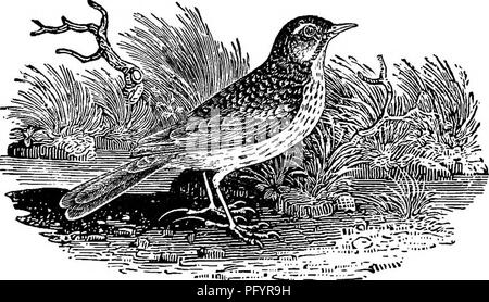 . La nostra estate migranti. Un account degli uccelli migratori che passano l'estate nelle isole britanniche. Gli uccelli. Il prato PIPIT {Anthus praiensis.) "PREMISING che attenzione non è confinata -*- alle specie che sono inglesi, è gene- rally ammesso da ornitologi che la Pipits sono un gruppo difficile da identificare. Essi sono sotto- ject per tale variazione nelle dimensioni e nel colore che si è spesso accaduto che una stessa specie è stata descritta per quattro o cinque volte come nuovo, sotto come molti nuovi nomi. Gradualmente però, come le ricerche di naturalisti diventato esteso e il trasporto di s Foto Stock