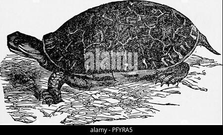 . Il popolare di storia naturale . Zoologia. La tartaruga embricata. 419 hard, ma spesso di una consistenza morbida, e i loro grandi piedi con le dita dei piedi palmati per quanto riguarda gli artigli. La Tartaruga di pollo si trova in Nord America. È molto comune negli stagni, lalces, o terreni paludosi, e anche se molto abbondante e in nessun modo rapido nei suoi movimenti, non è facilmente catturata, grazie alla sua estrema diffidenza. La Tartaruga di pollo nuota bene, ma non rapidamente e come esso passa lungo' con la sua testa e collo sollevato al di sopra della superficie, sembra così come l' acqua scura-serpente di uno stesso paese che a un po' di distanza i Foto Stock