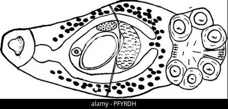 Questo lavoro si concentra sulla biologia dell'acqua dolce, esaminando la biologia e l'ecologia delle specie di acqua dolce, comprese le specie parassitarie come il Polyostoma Zeder. Descrive dettagliatamente i loro cicli di vita, l'anatomia e i ruoli ecologici all'interno degli ambienti acquatici. Foto Stock