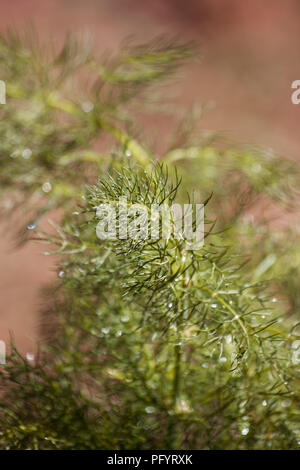 Il dolce del finocchio (Foeniculum vulgare) impianto Foto Stock