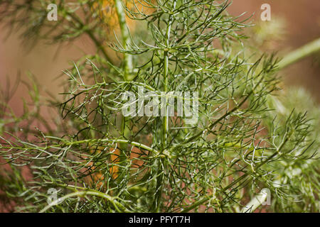 Il dolce del finocchio (Foeniculum vulgare) impianto Foto Stock