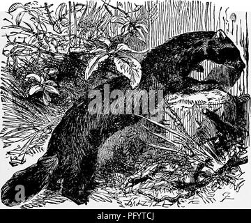 . Il popolare di storia naturale . Zoologia. Il POLECAT. 77 I loro piedi poco lasciare nel bianco della neve, e sono tracciate per il loro domicilio. Una rete è quindi posto sopra l'orifizio, e per mezzo di un certo fumo pungente che è gettato nella cavità, l'abitante è costretto a rush nell'aria aperta, e viene catturato nella rete. I cacciatori sono costretti a sostenere se stessi sul morbido e cedevole la superficie della neve indossando " neve- scarpe", o si sarebbe perso nel profondo derive, che sono perfettamente in grado di sostenere in modo leggero e attivo un animale come il Sable, ma avrebbe fagocitato un Foto Stock