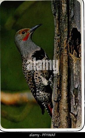 . Gli uccelli di Yellowstone e Grand Teton National Parks . Gli uccelli; uccelli. Flicker comune Harry Engels sfarfallio comune (Colaptes auratus) Il familiare lo sfarfallamento è un tame, rumoroso uccello con una varietà di chiamate. Sfarfalla sono residenti permanenti di Douglas-fir/Aspen e pioppi neri americani-willow streambottom complessi di habitat in Yellowstone e Grand Teton, a causa della sua capacità di adattamento, lo sfarfallio è generalmente comune in tutta la sua gamma. Tuttavia, il combattivo starling, una specie introdotta, com- petes con lo sfarfallio e altro foro albero specie nidificanti per siti di nidificazione e spesso li spinge indietro Foto Stock