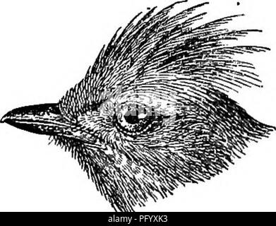 . Gli uccelli della Guiana britannica, basato sulla raccolta di Federico Vavasour McConnell. Gli uccelli. TTBANNISCnS.-^ELiKNEA. 185 di lunghezza. Egli era dell'olio d'oliva e grigio, con la sua ala-piume toccato con giallo; e la sua voce era forte, unmelodious, e varie dimensioni troppo grandi. " Ma ciò che egli non possedeva in splendore di garh e la dolcezza del tono è stato più che compensato dalla sua abilità in architettura. " Il nido era composto principalmente di crescita fresco moss inter- miscelato con il verde i calici di fiori di mango. Il tutto è stato legato insieme con interwoven tralci di viti giovani. Il rivestimento interno di th Foto Stock