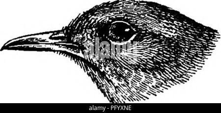 . Gli uccelli della Guiana britannica, basato sulla raccolta di Federico Vavasour McConnell. Gli uccelli. 118 UCCELLI DI BRITISH GUIASA.. Si prega di notare che queste immagini vengono estratte dalla pagina sottoposta a scansione di immagini che possono essere state migliorate digitalmente per la leggibilità - Colorazione e aspetto di queste illustrazioni potrebbero non perfettamente assomigliano al lavoro originale. Chubb, Charles; McConnell, Federico Vavasour, d. 1914. Londra, B. Quaritch Foto Stock